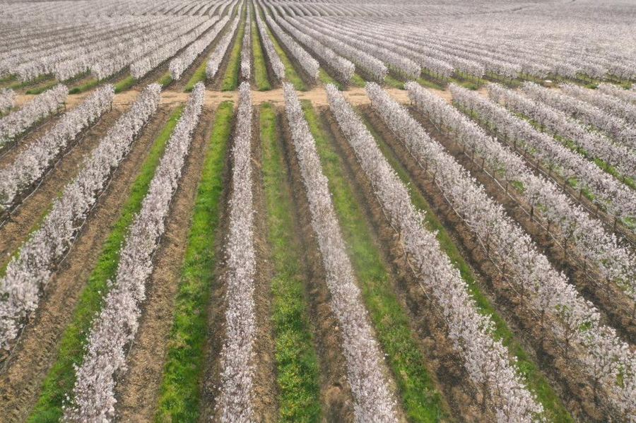 Amendoal florescência aérea — Sky Agro drone pulverização