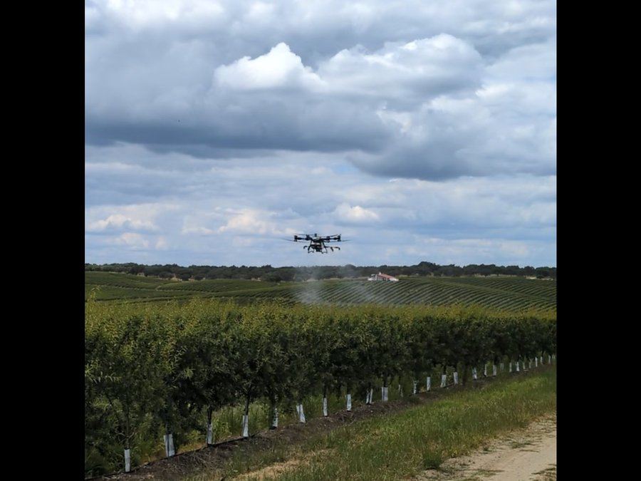 Pulverização com drone em amendoal — Sky Agro