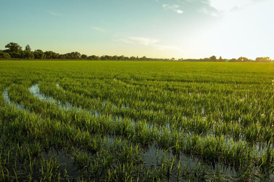 Arrozal alagado — Sky Agro drone pulverização sementeira