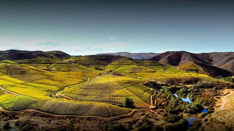 Vinha no Oeste — Sky Agro drone pulverização