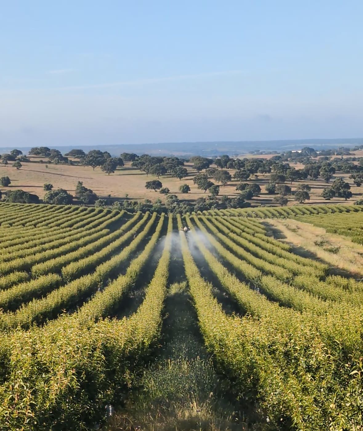 Tratamento a um amendoal em sebe no Alentejo, com o montado ao fundo