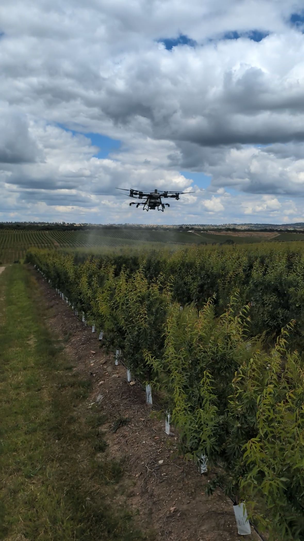 Drone Sky Agro a pulverizar um amendoal jovem