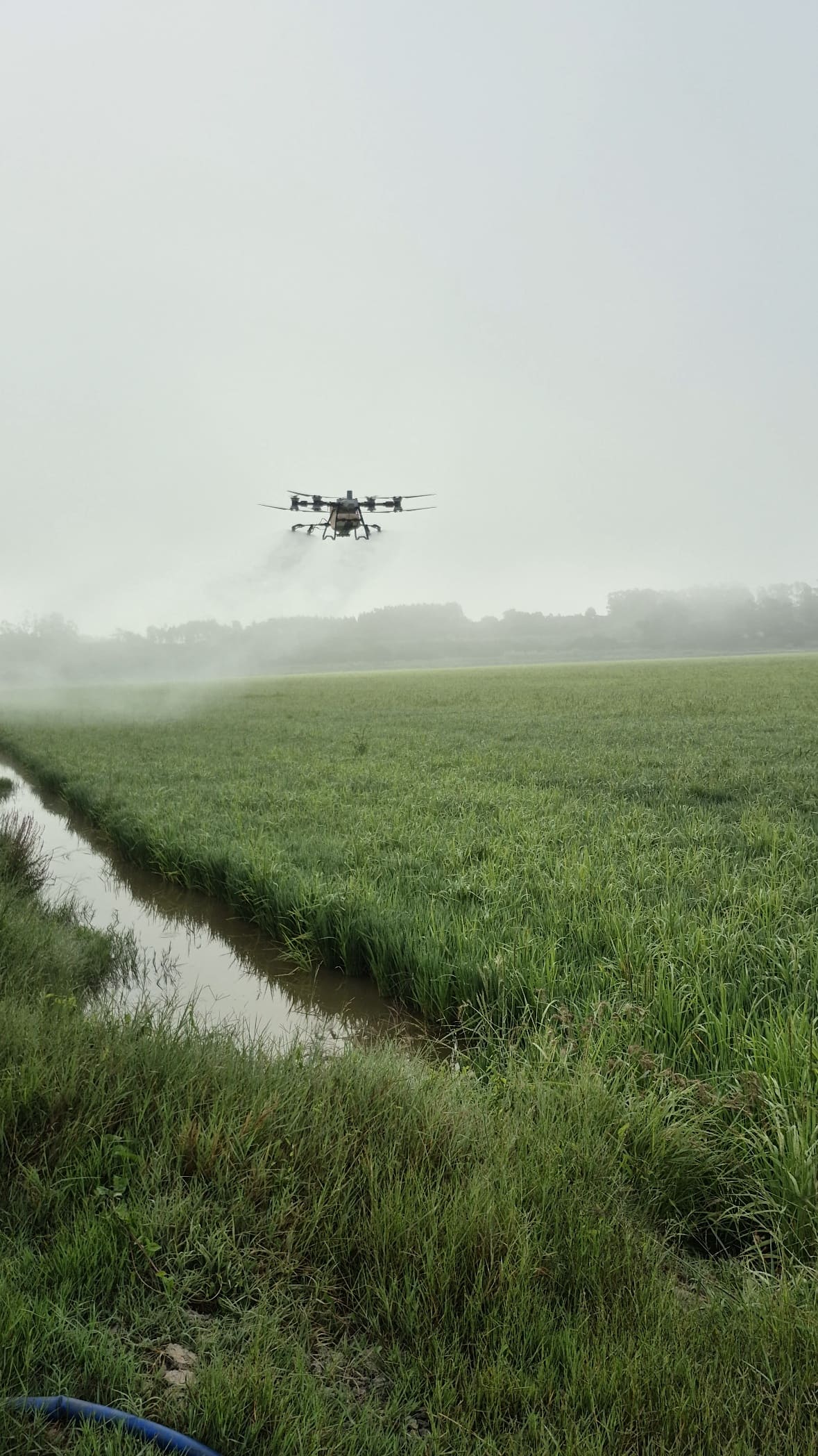 Drone Sky Agro a tratar um arrozal de manhã, com nevoeiro
