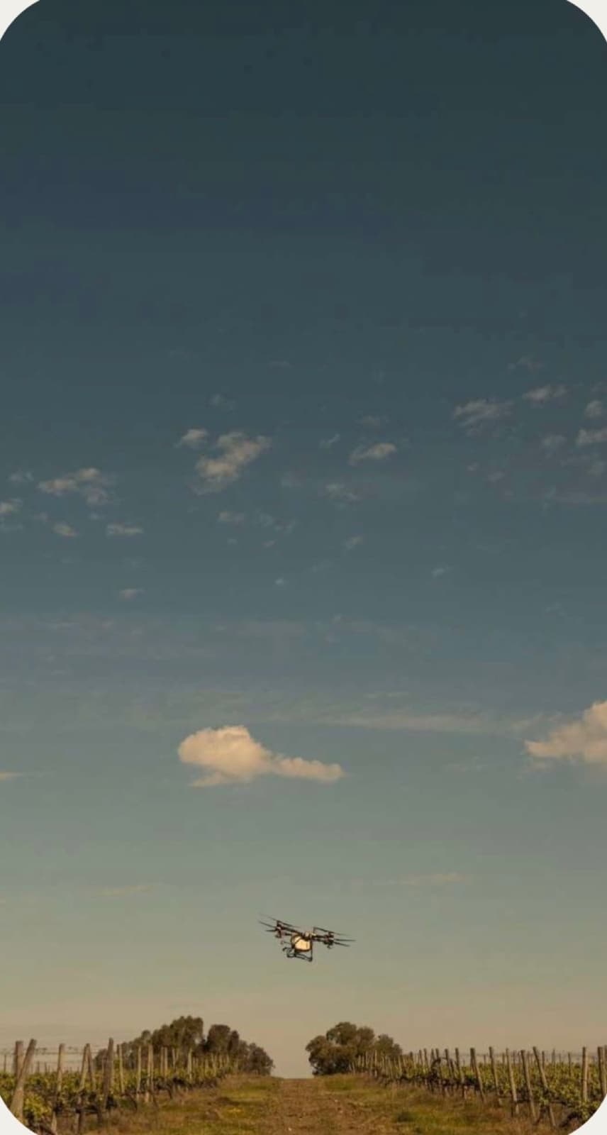 Drone em voo sobre uma vinha ao fim do dia